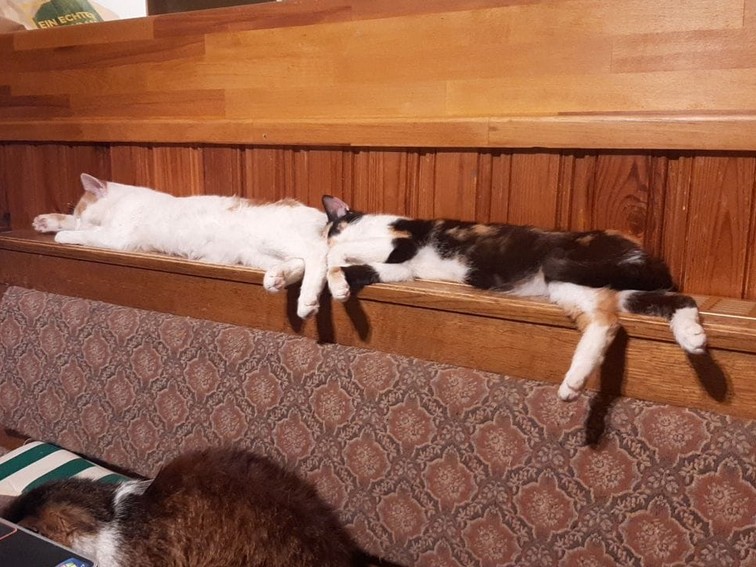 Katzen.jpg (138553 Byte)